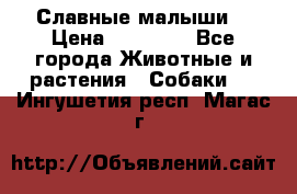 Славные малыши! › Цена ­ 10 000 - Все города Животные и растения » Собаки   . Ингушетия респ.,Магас г.